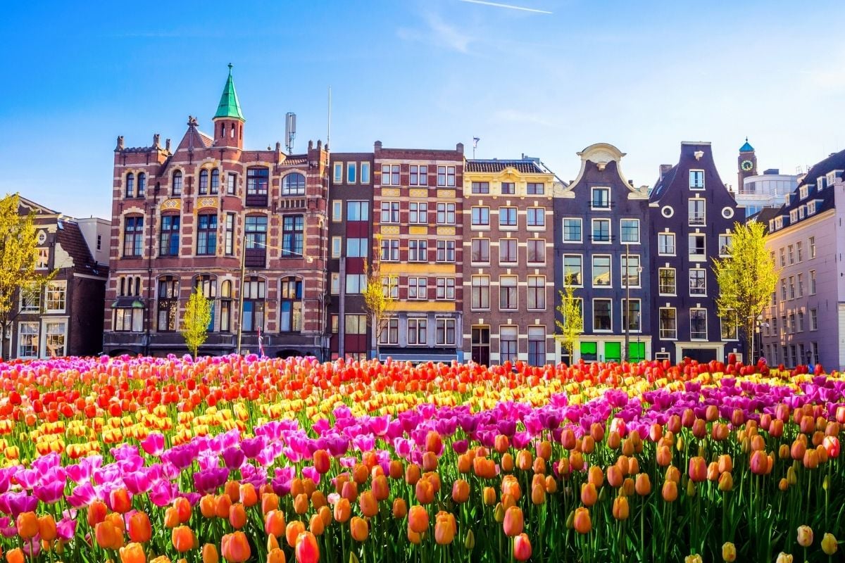 tulip season in Amsterdam, Netherlands