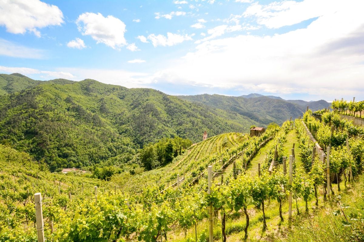 Abruzzo wine region, Italy