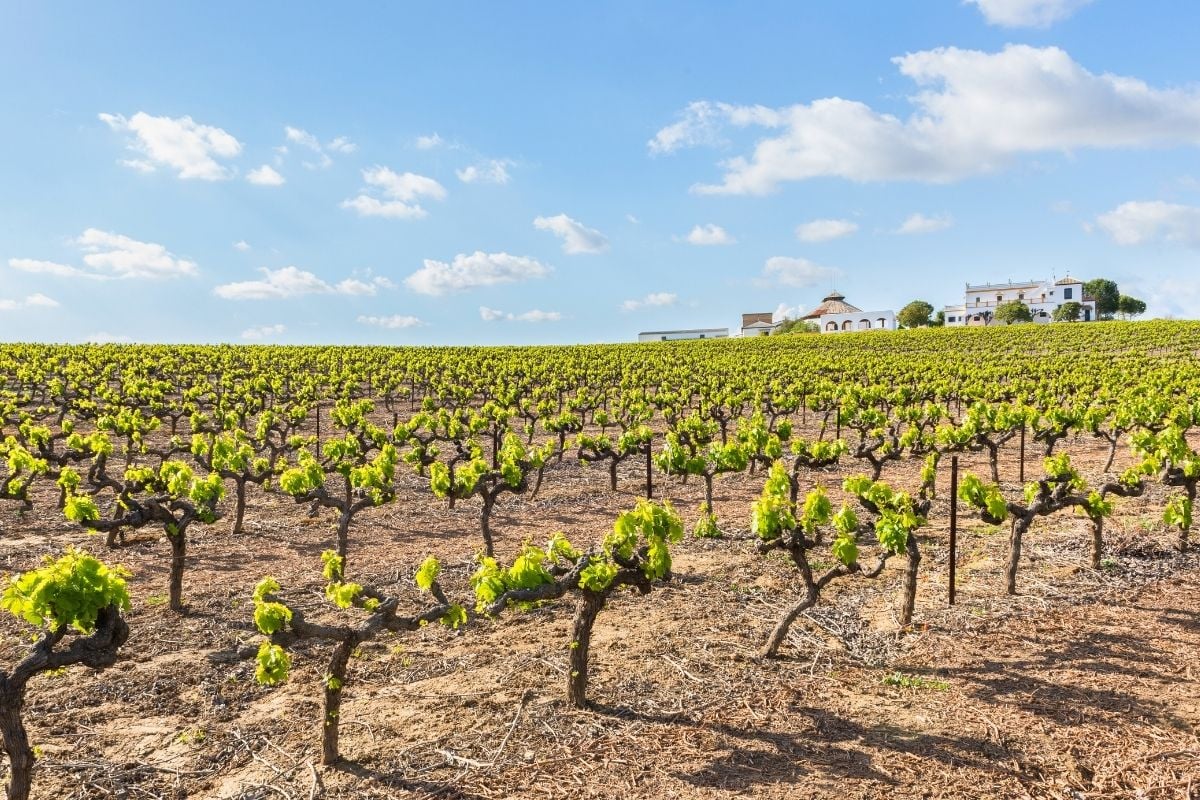 Andalusia wine region, Spain