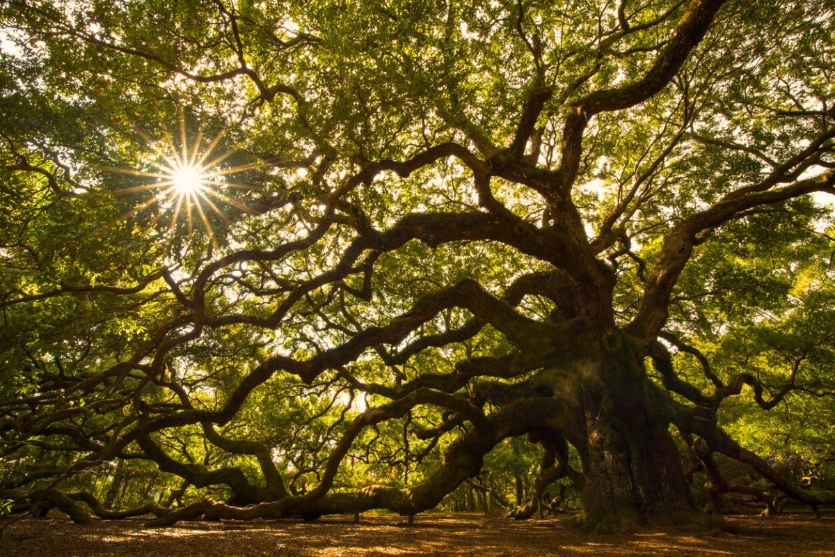 Angel Oak, South Carolina