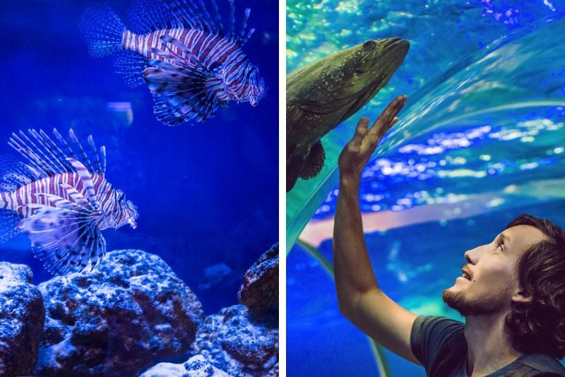 Aquarium Encounters in Florida Keys