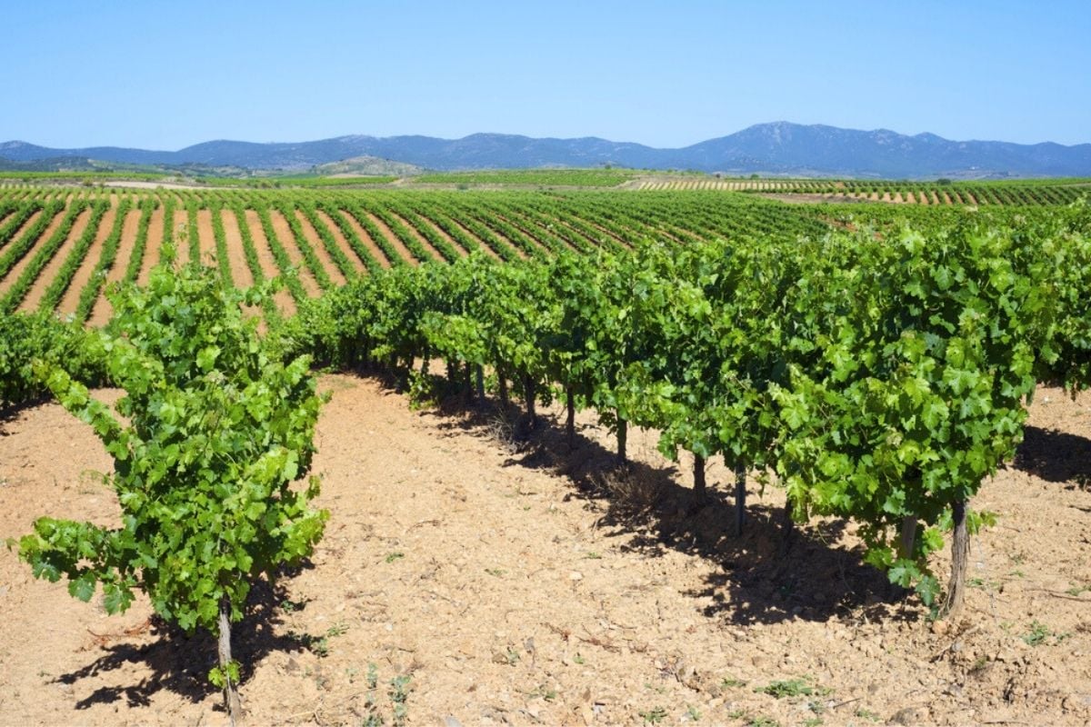 Aragón wine region, Spain