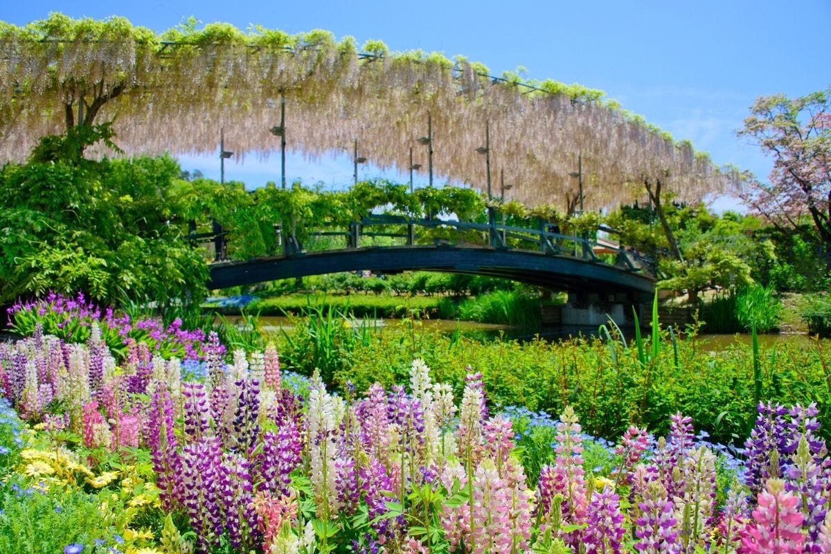 Ashikaga Flower Park, Ashikaga, Japan