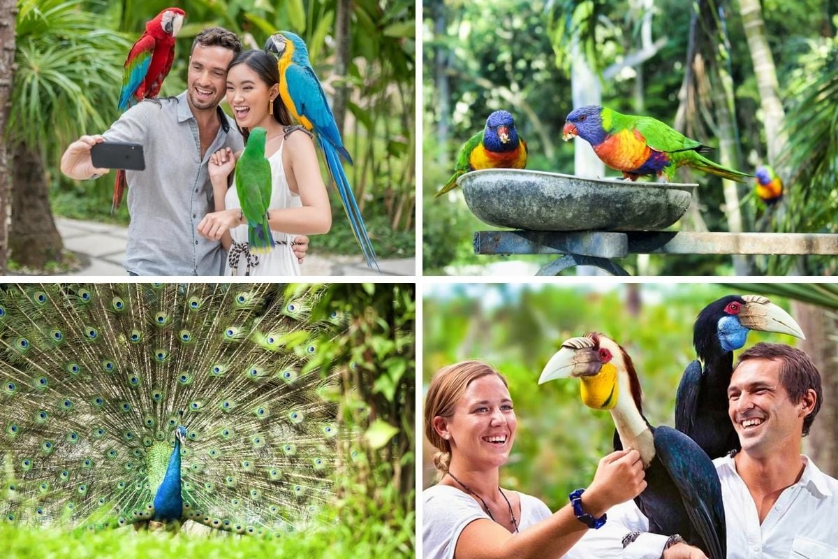 Bali Bird Park tickets