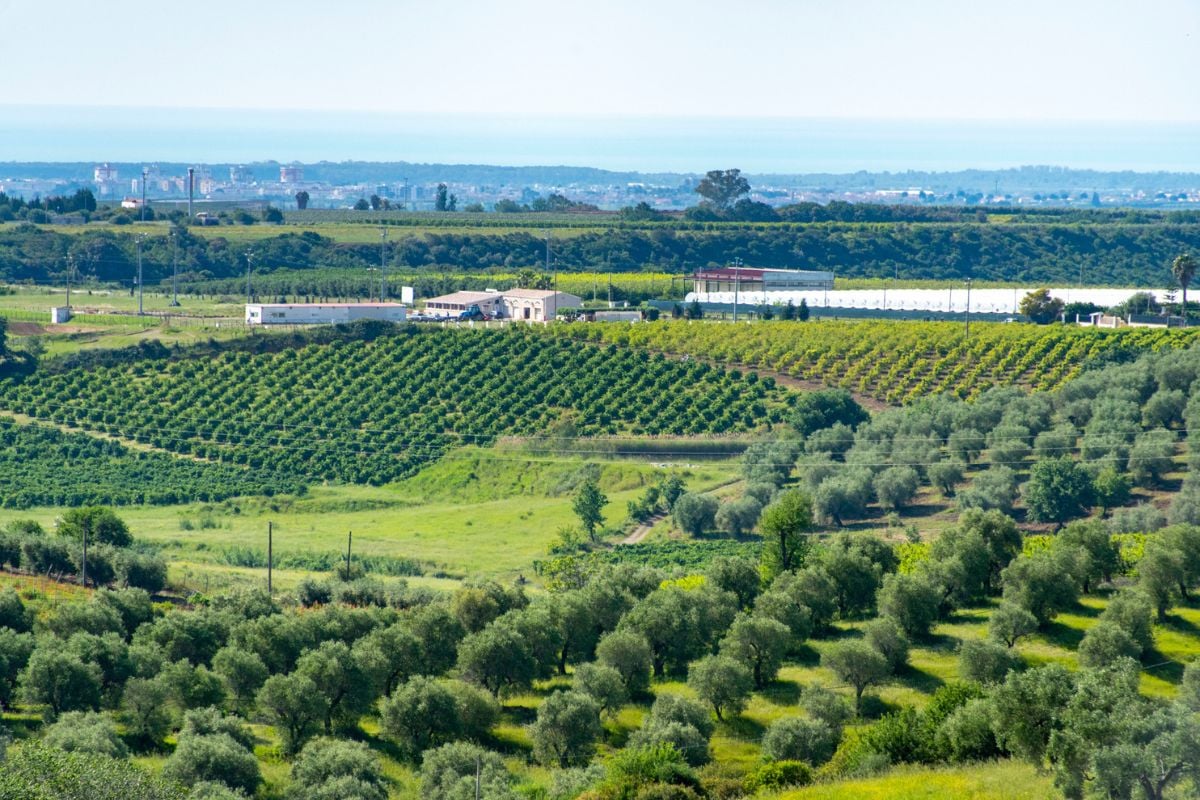 Basilicata wine region, Italy