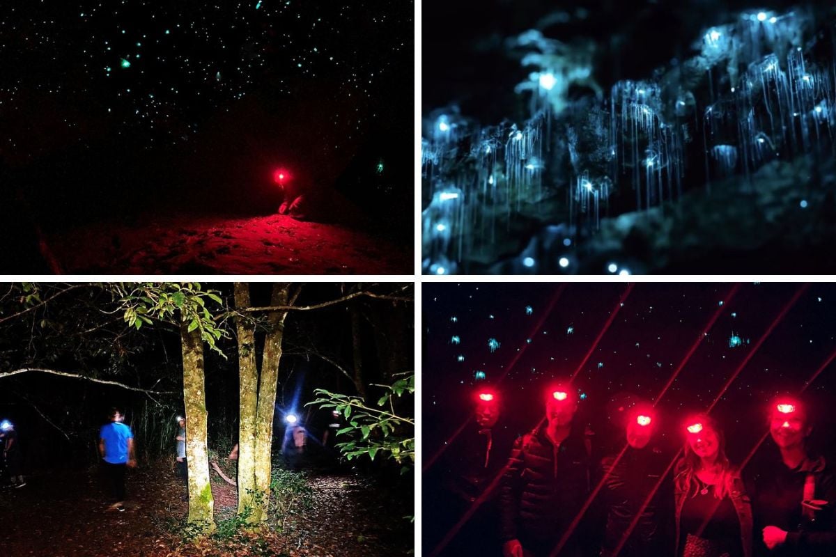 Blue Mountains Glow Worms night adventure from Sydney