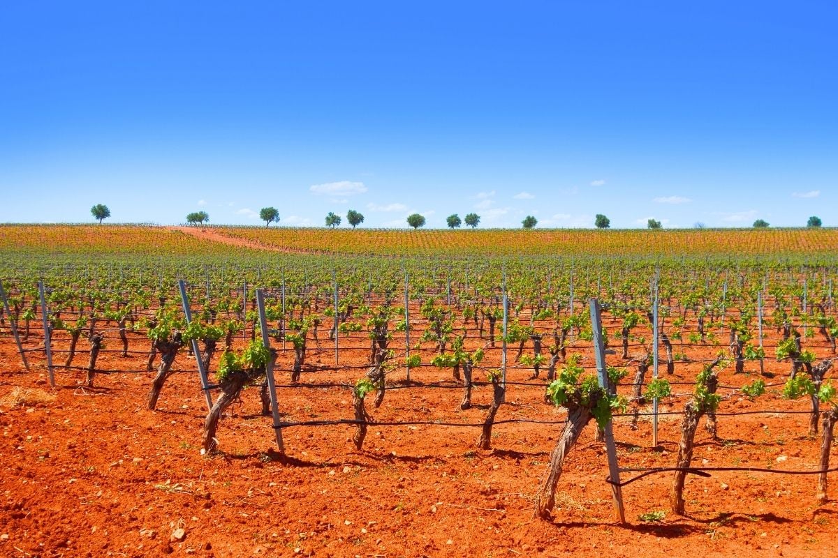 Castilla-La Mancha wine region, Spain