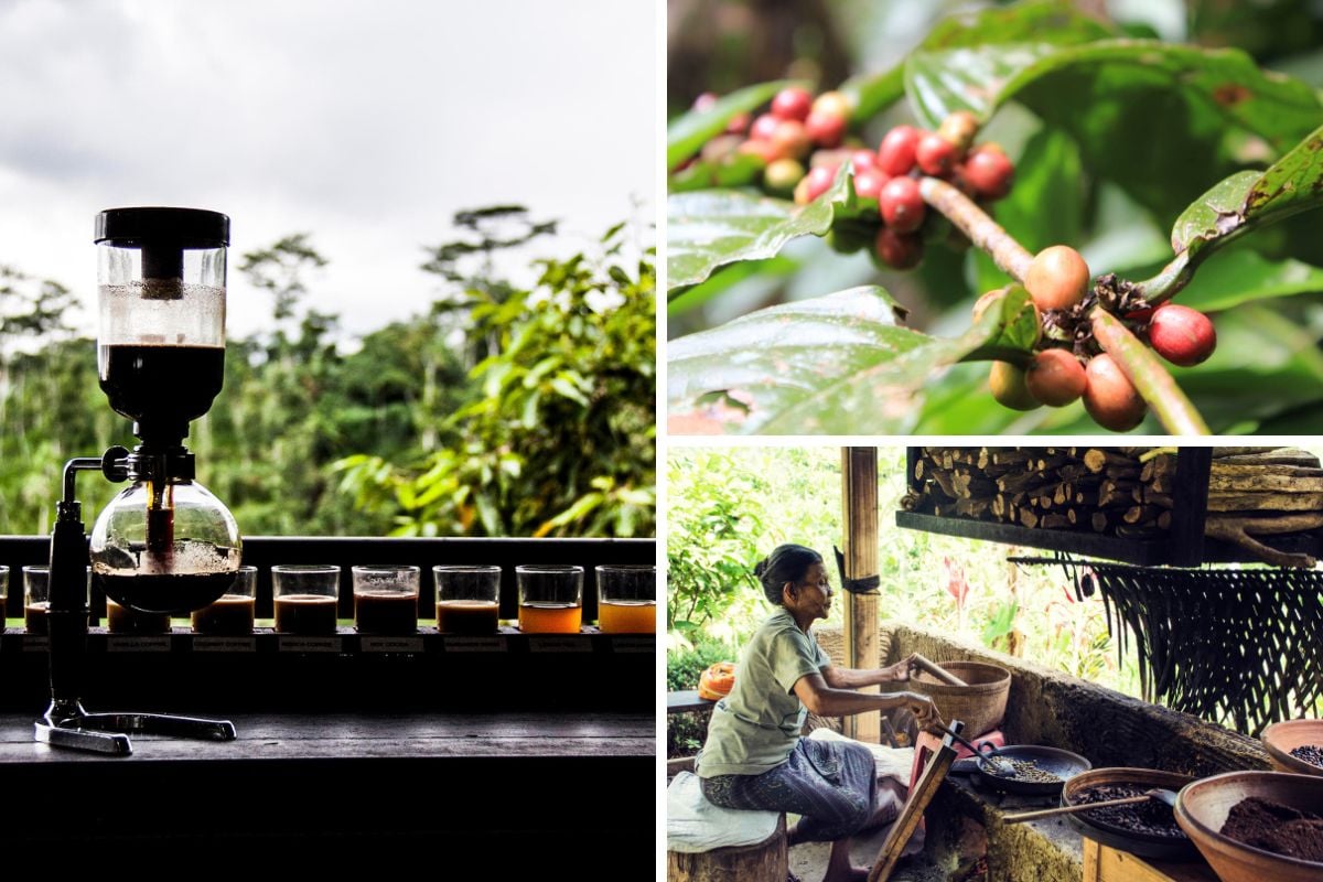Coffee Plantation tours from Bali