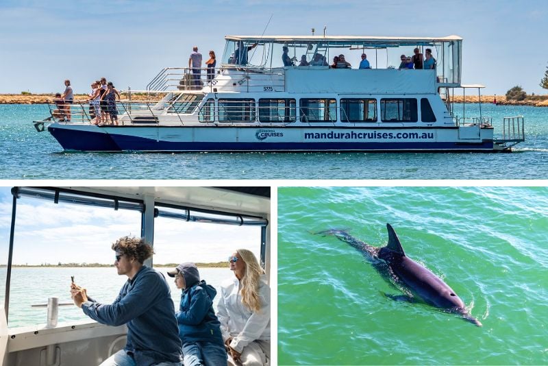 Dolphin Watching Cruises in Perth