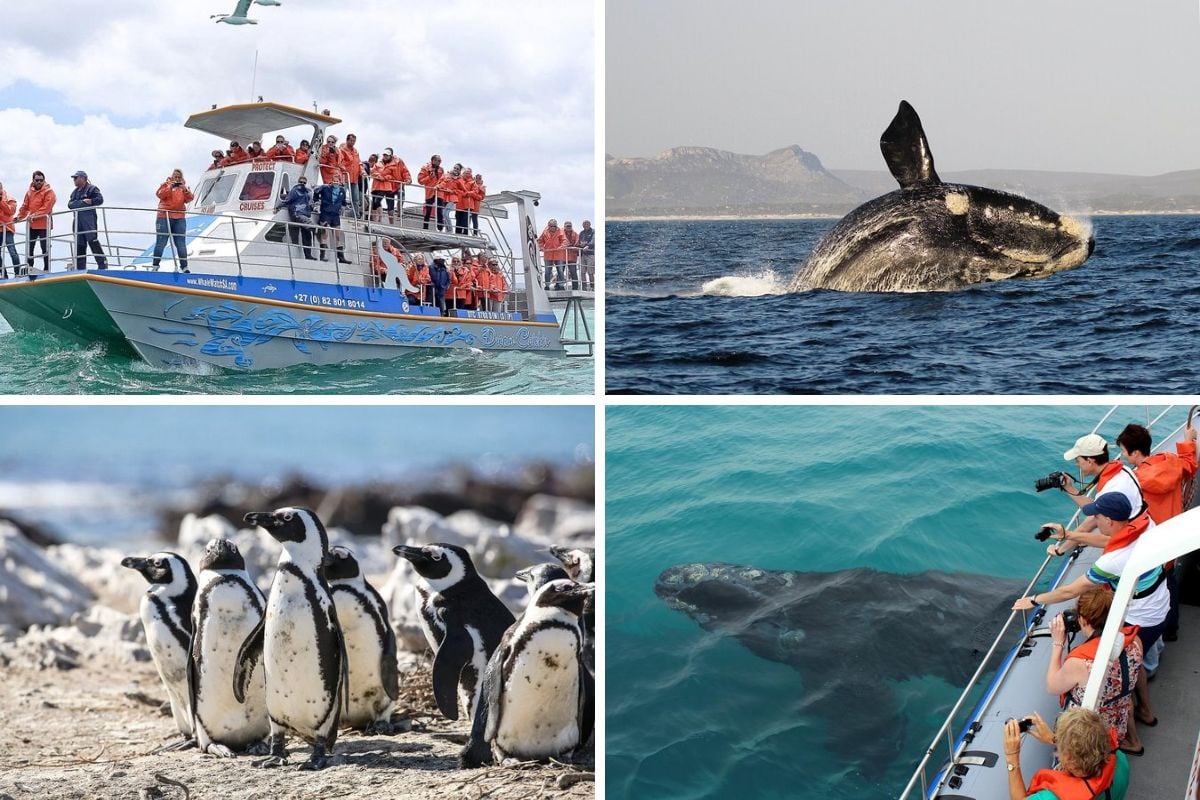 Dyer Island Cruises marine Big 5 safari from Cape Town