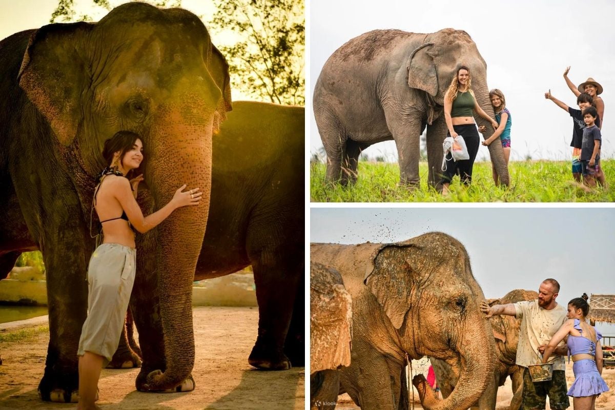 Elephant Sanctuary day trips from Pattaya