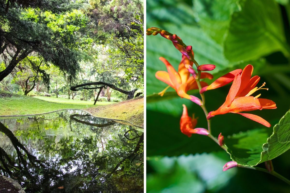 Faial Botanical Garden in Azores