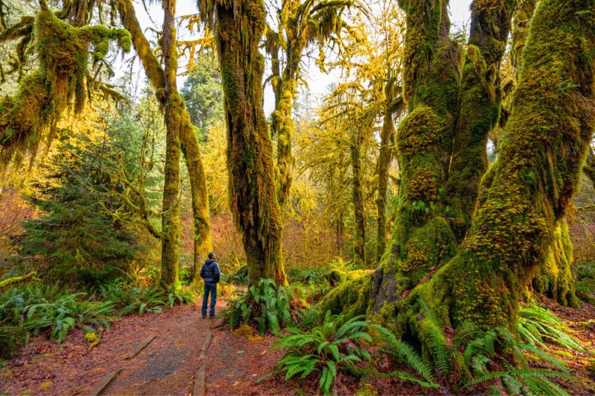 Hoh Rain Forest, Washington