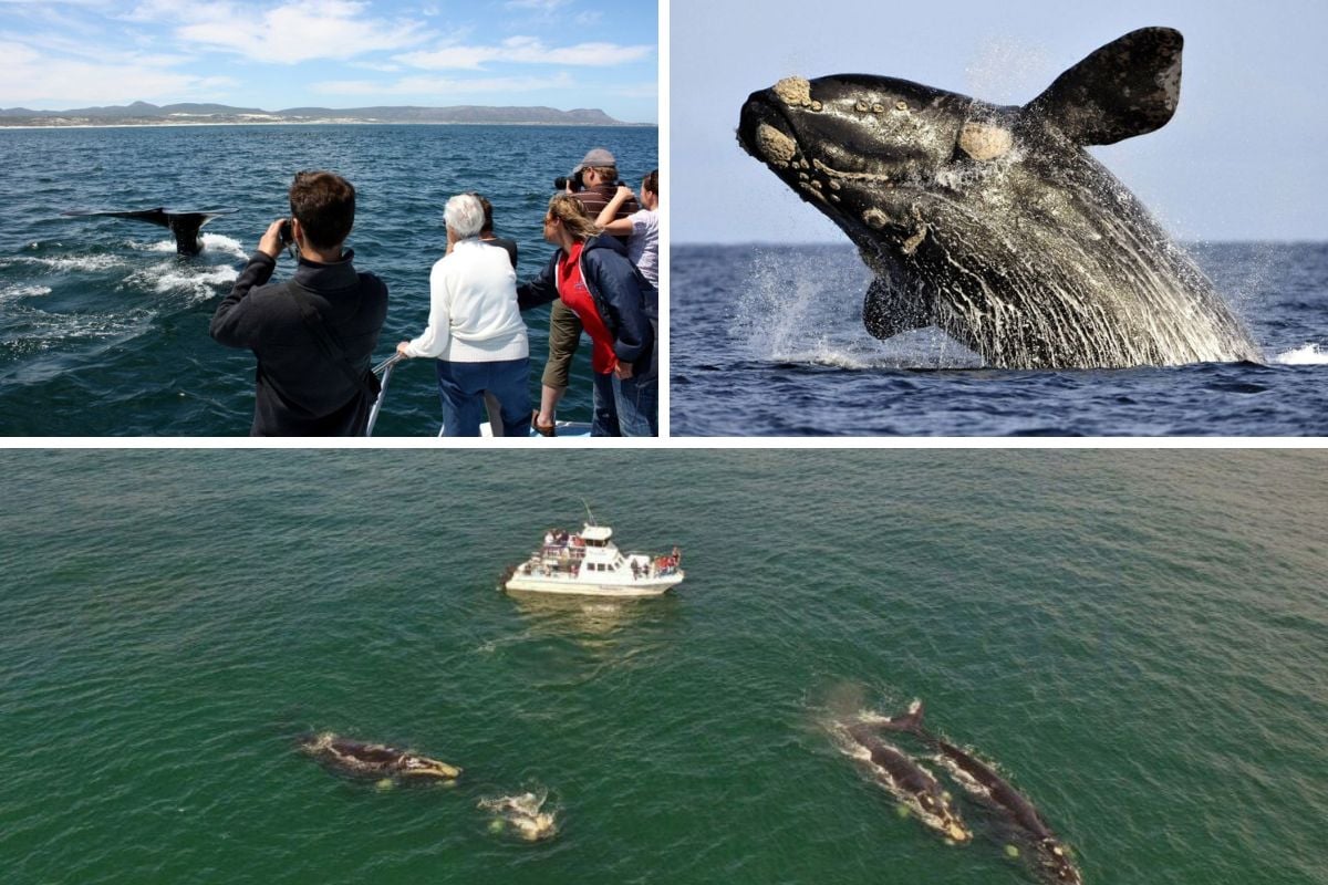 Ivanhoe Sea Safaris Hermanus whale watching tour from Cape Town