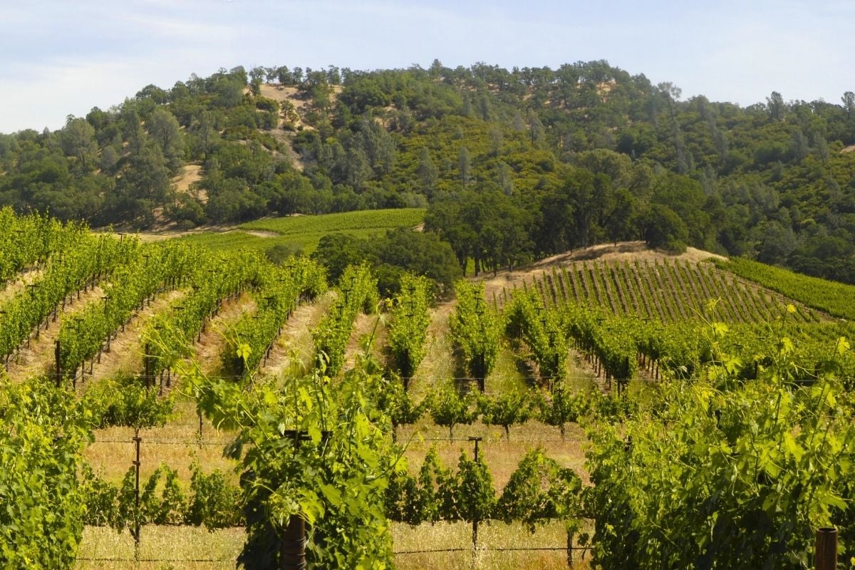 Lake County wine region, California