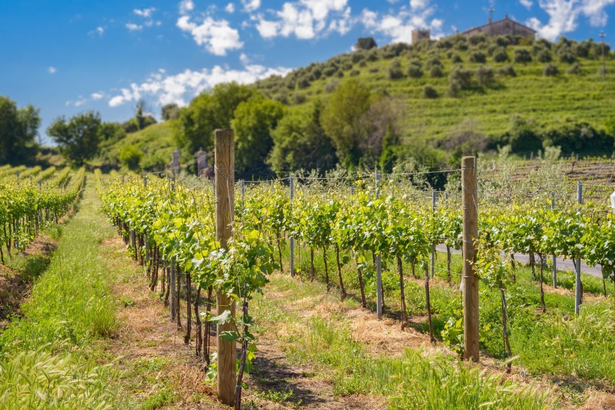 Lazio wine region, Italy
