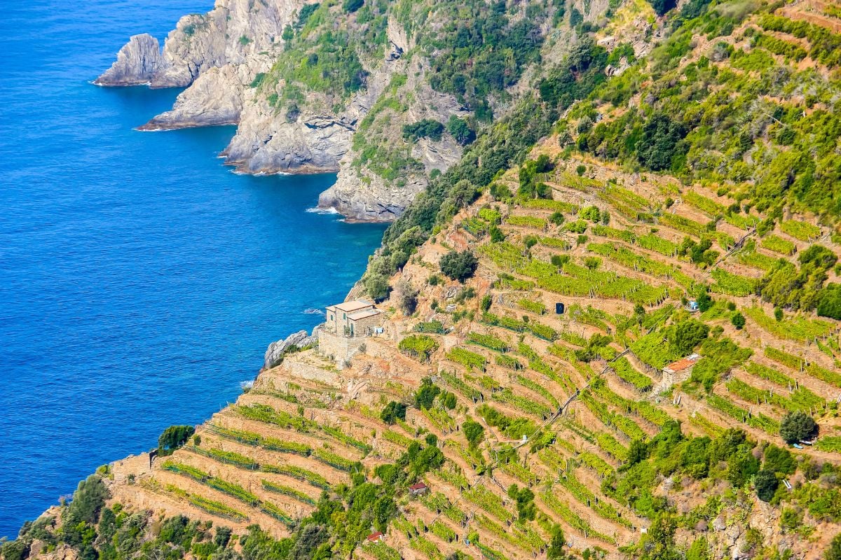 Liguria wine region, Italy