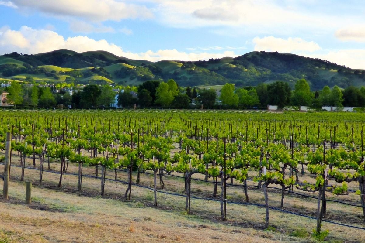 Livermore Valley wine region, California