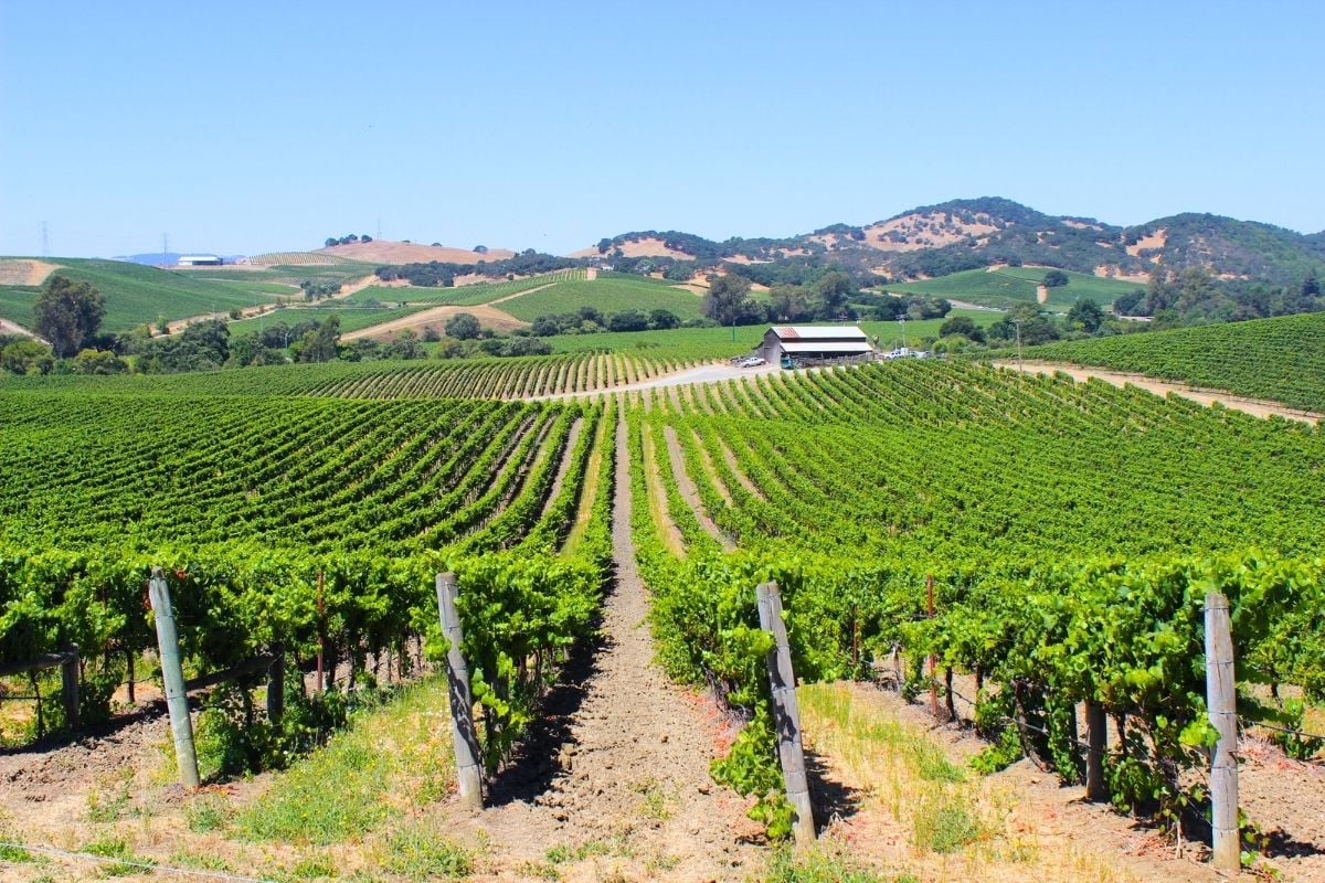 Los Carneros wine region, California