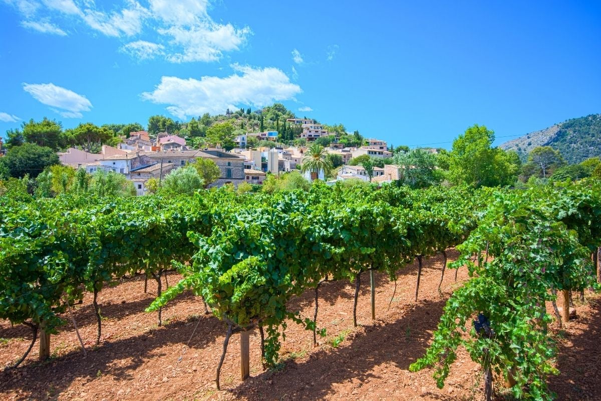 Mallorca wine region, Spain