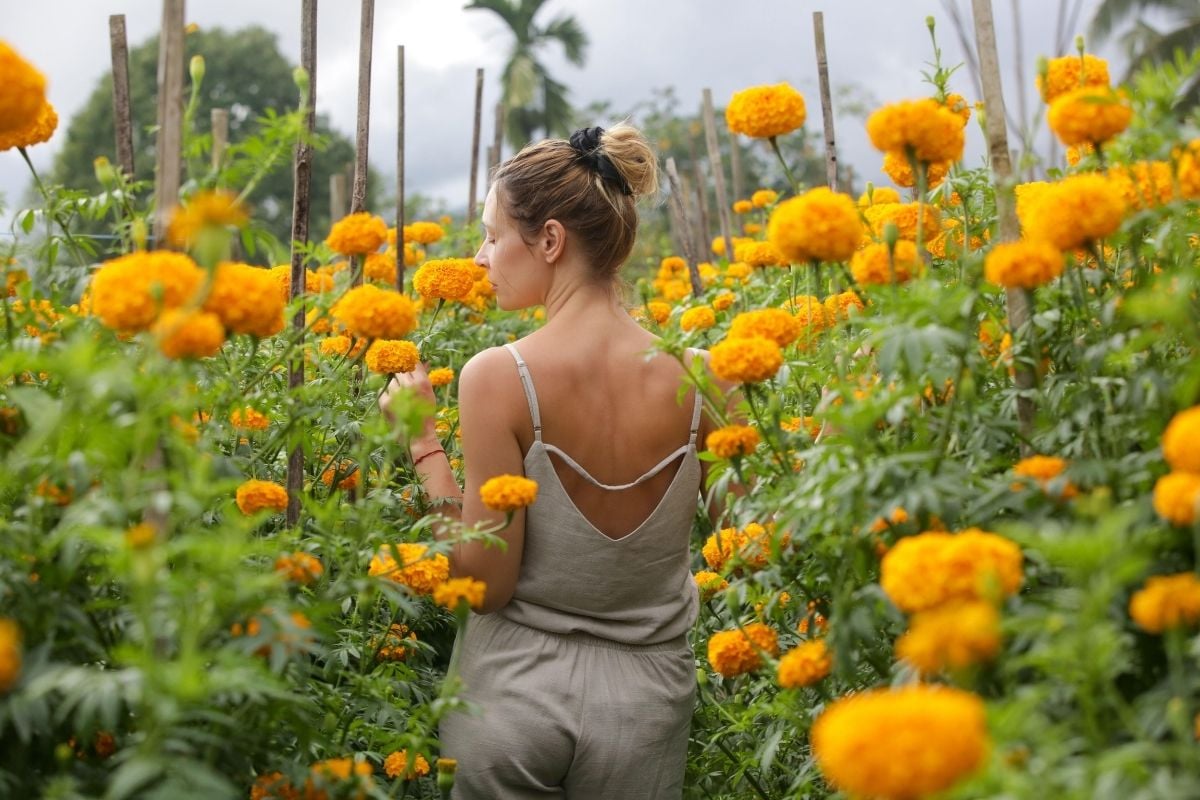 Marigold fields in Bali
