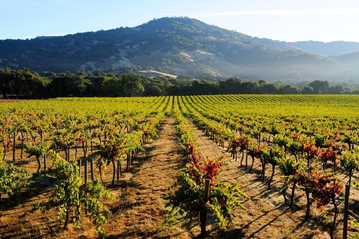 Mendocino County wine region, California