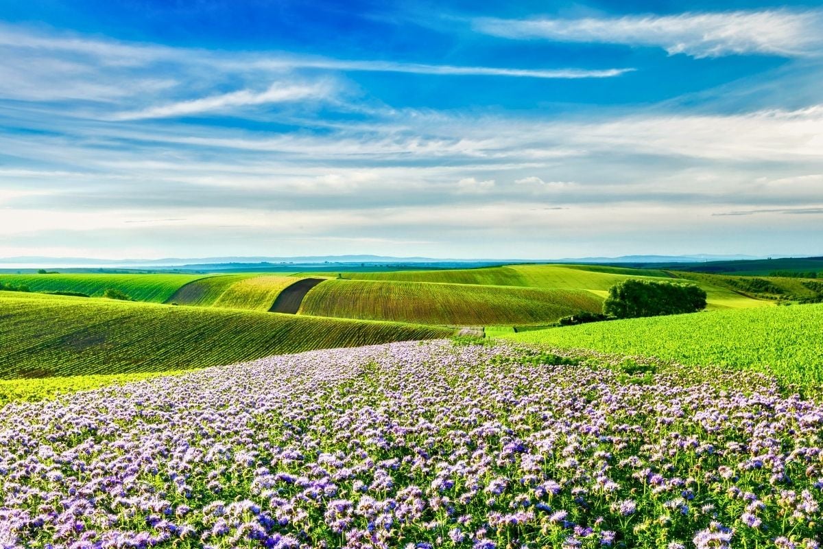 Moravian Fields, Czech Republic