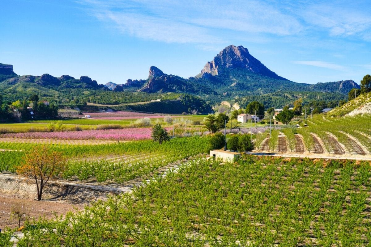 Murcia wine region, Spain