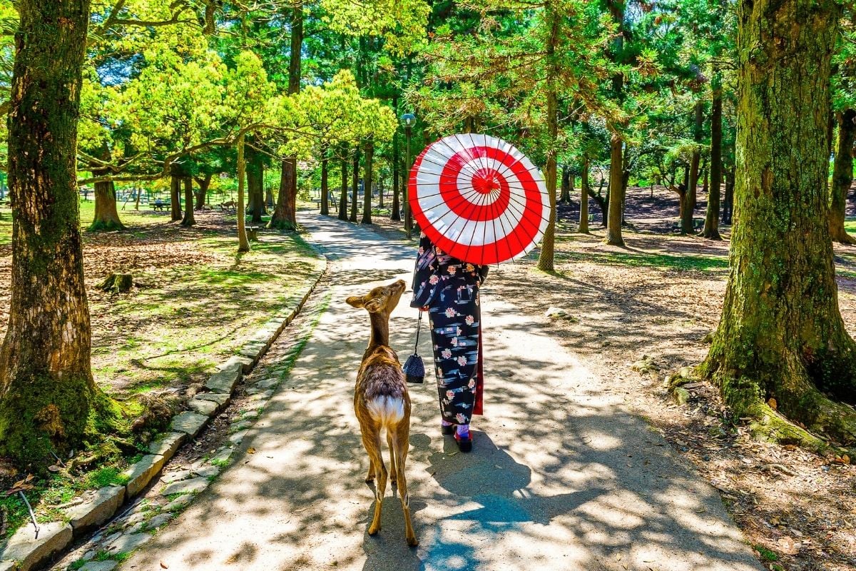 Nara Park, Japan