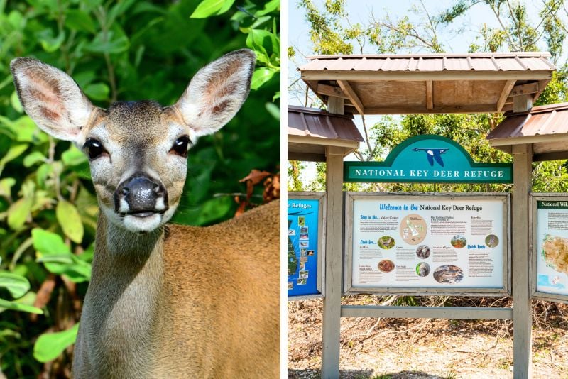 National Key Deer Refuge Nature Center in Florida Keys