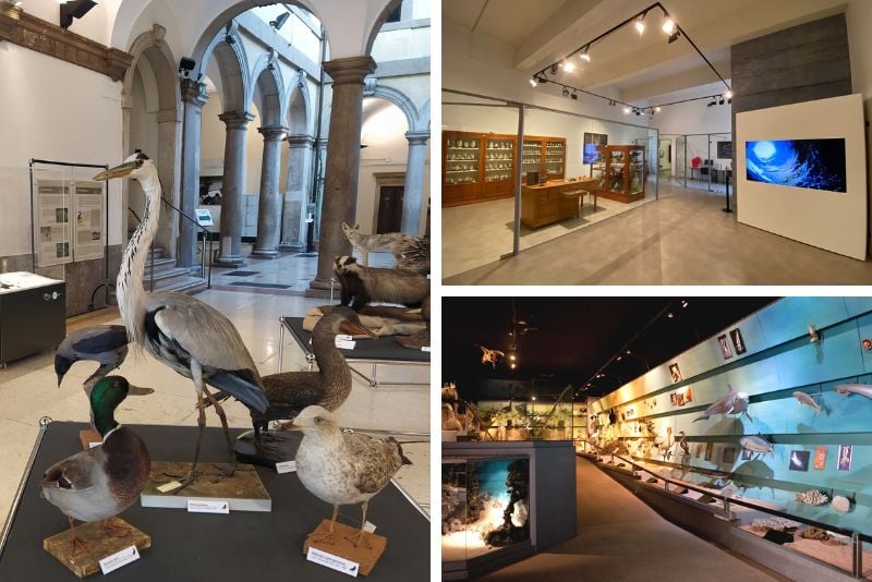 Natural History Museum in Verona