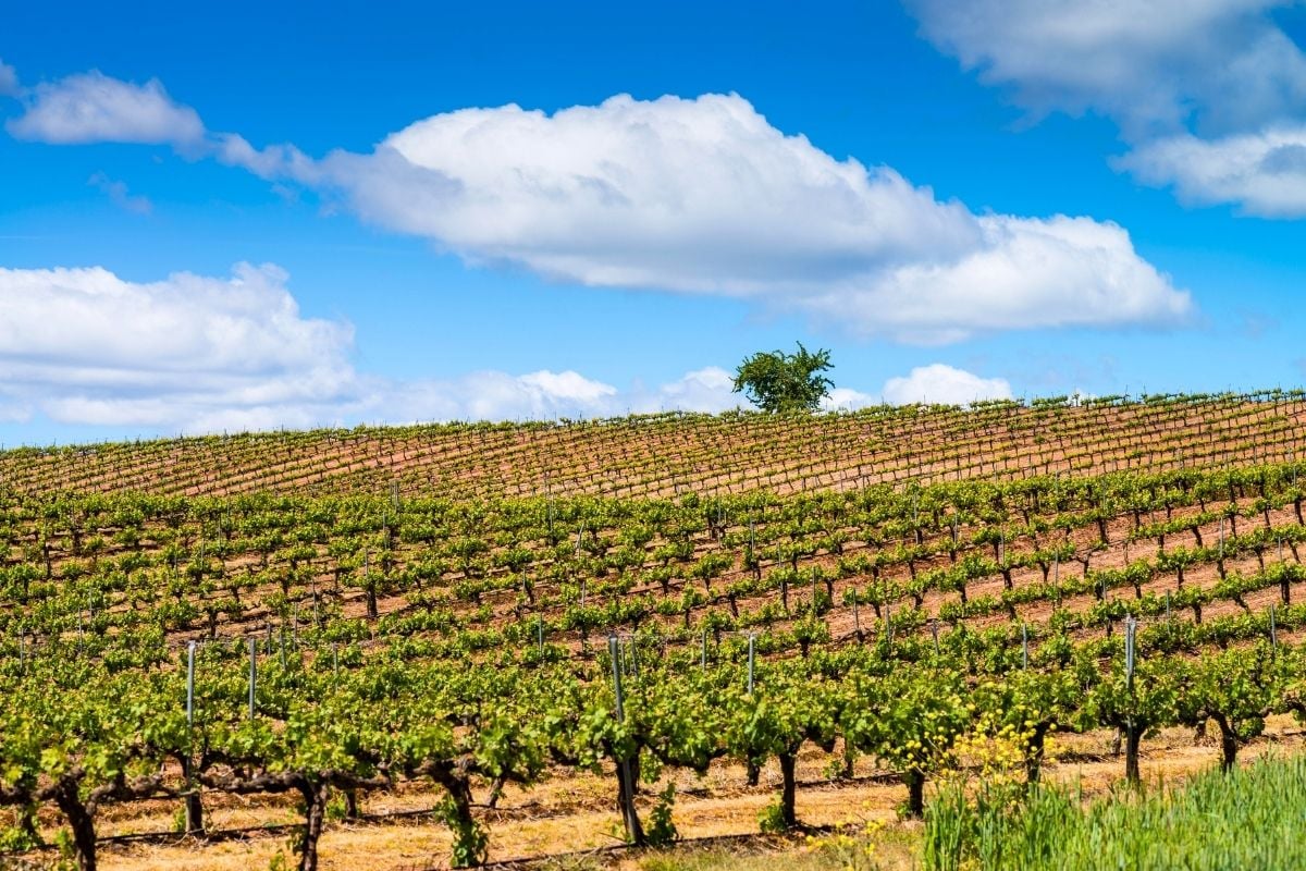 Navarra wine region, Spain
