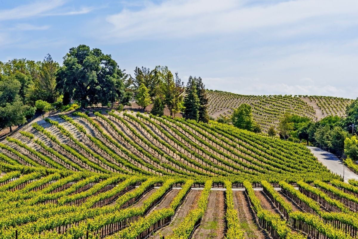 Paso Robles wine region, California