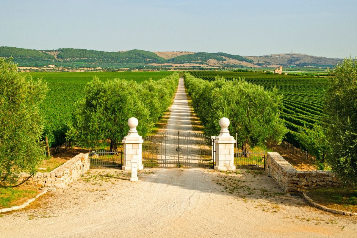 Puglia wine region, Italy