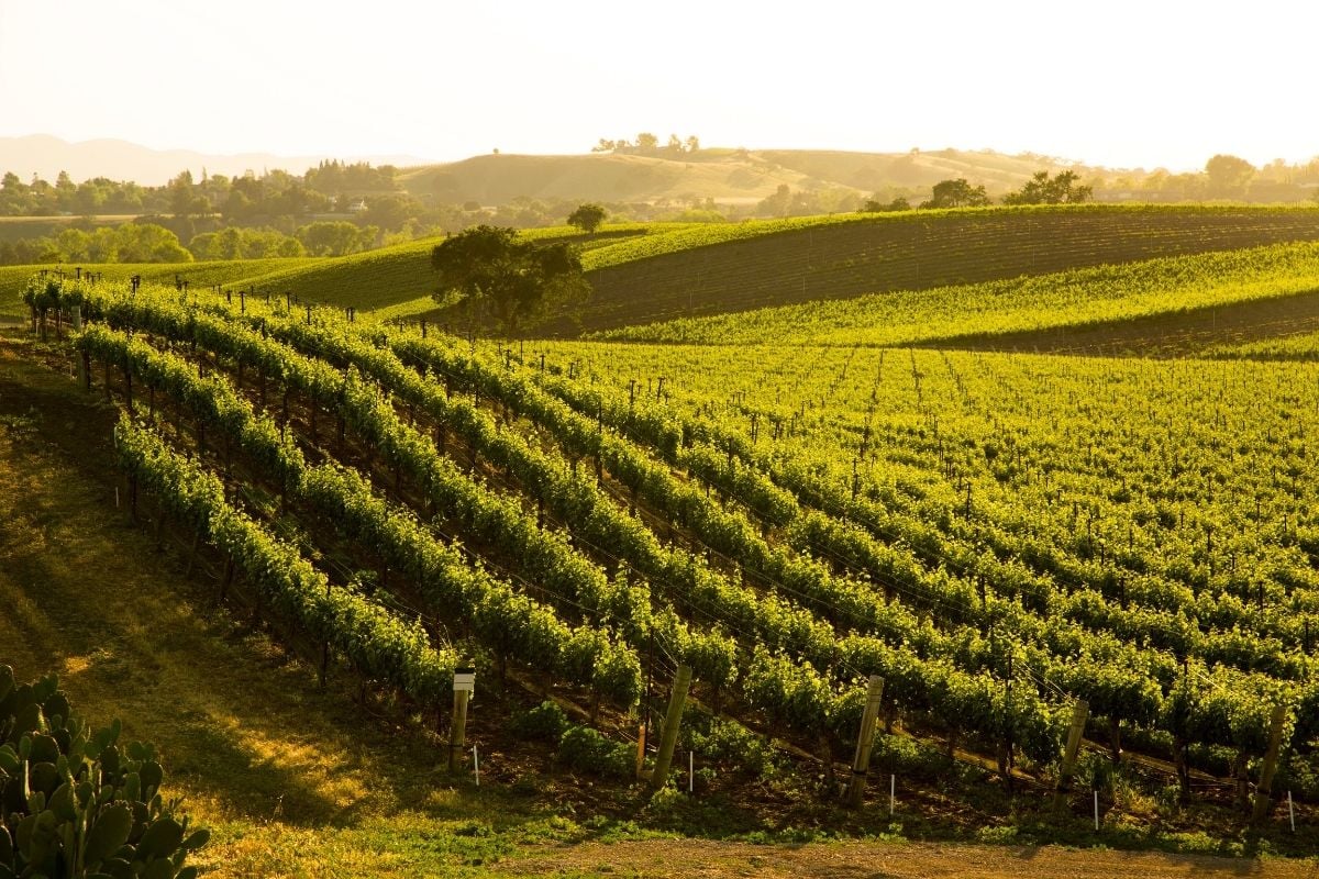 Santa Barbara County wine region, California