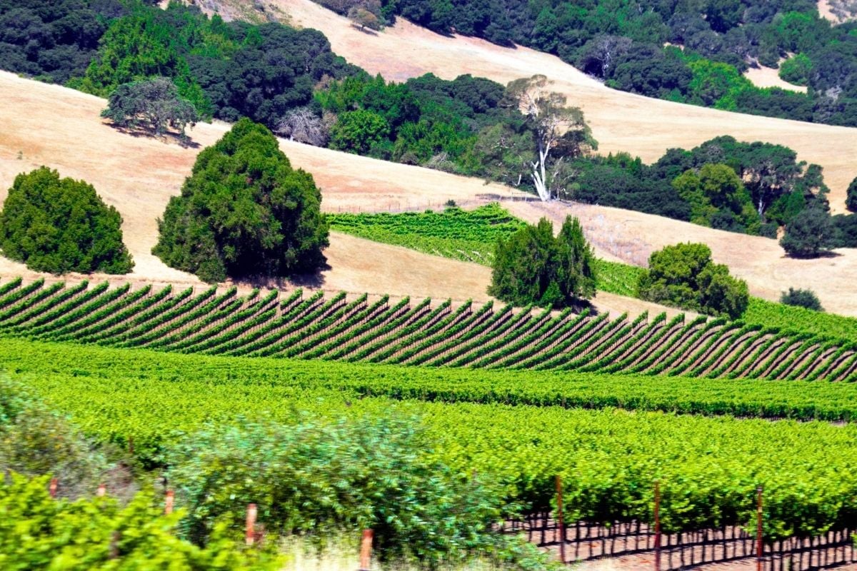 Santa Cruz Mountains wine region, California