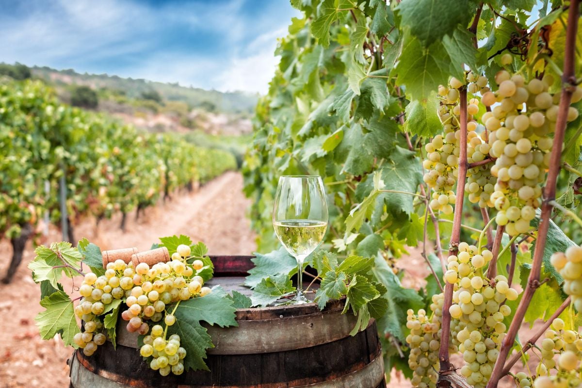 Sardenia wine region, Italy