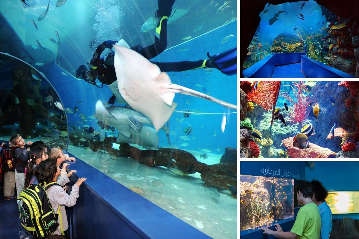 Sharjah Aquarium, Dubai