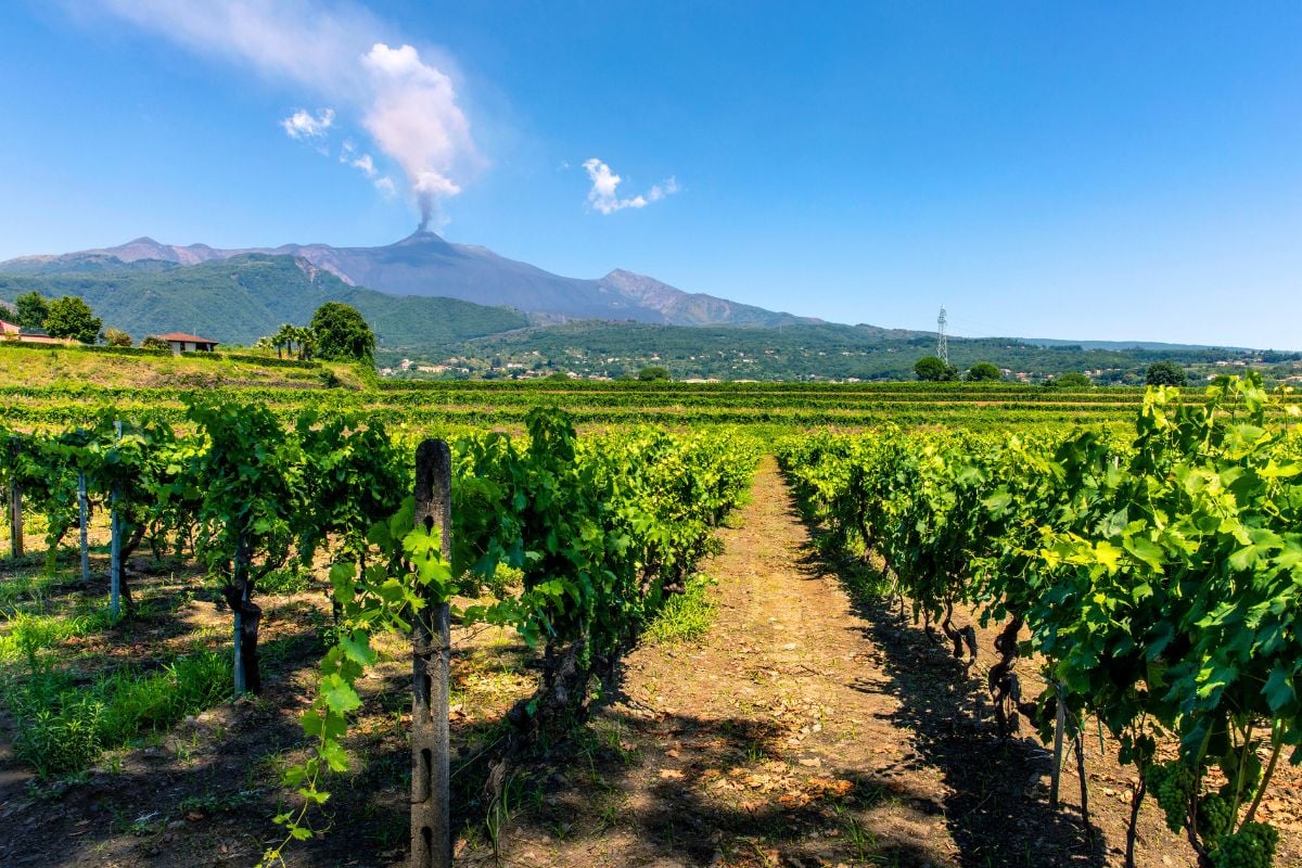Sicily wine region, Italy