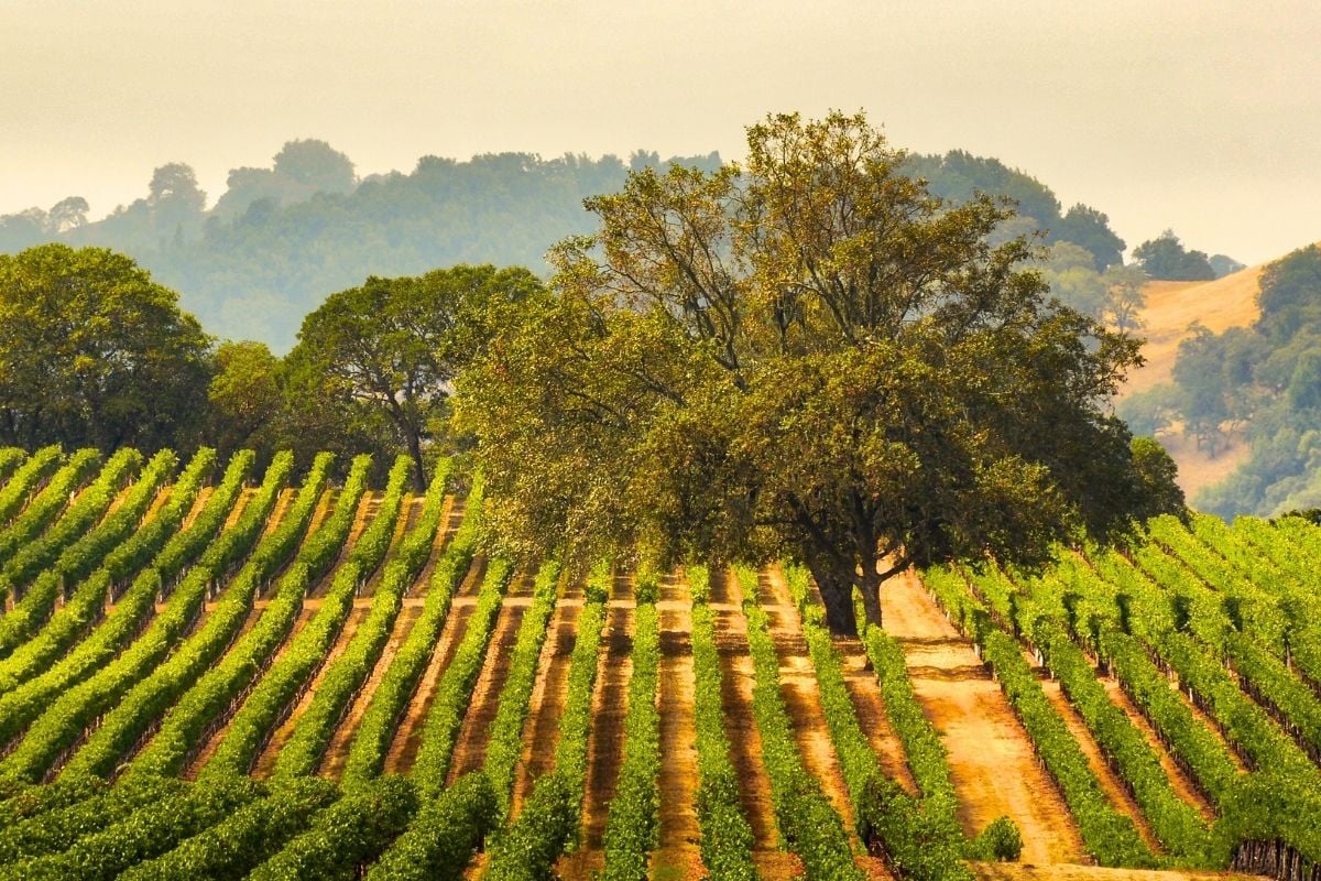 Sonoma County wine region, California