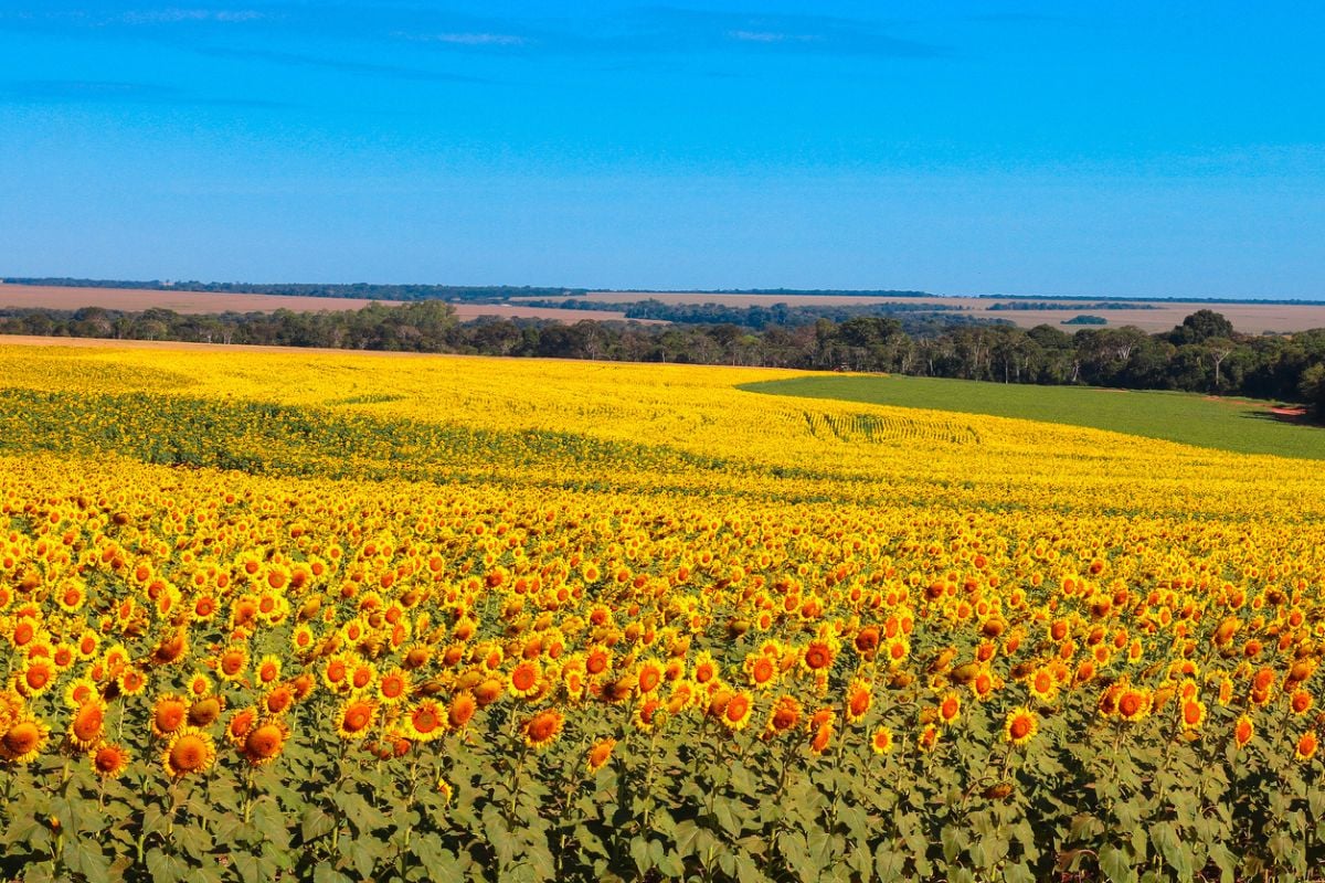 Sunflower Fields, North Dakota