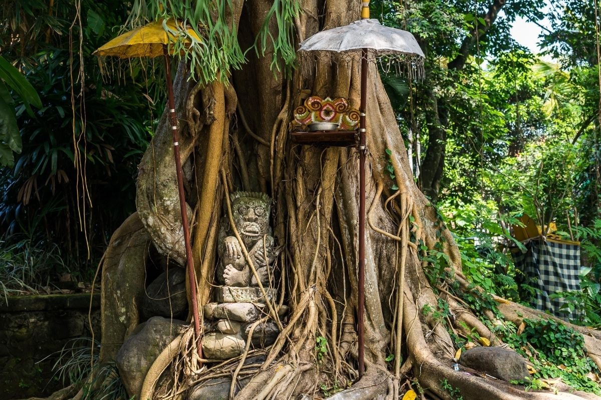 The Sacred Banyan Tree, Bali