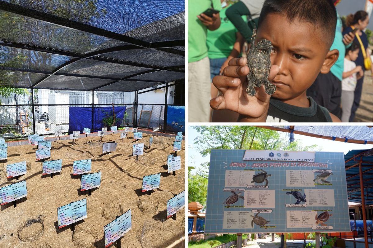 Turtle Conservation and Education Center in Bali