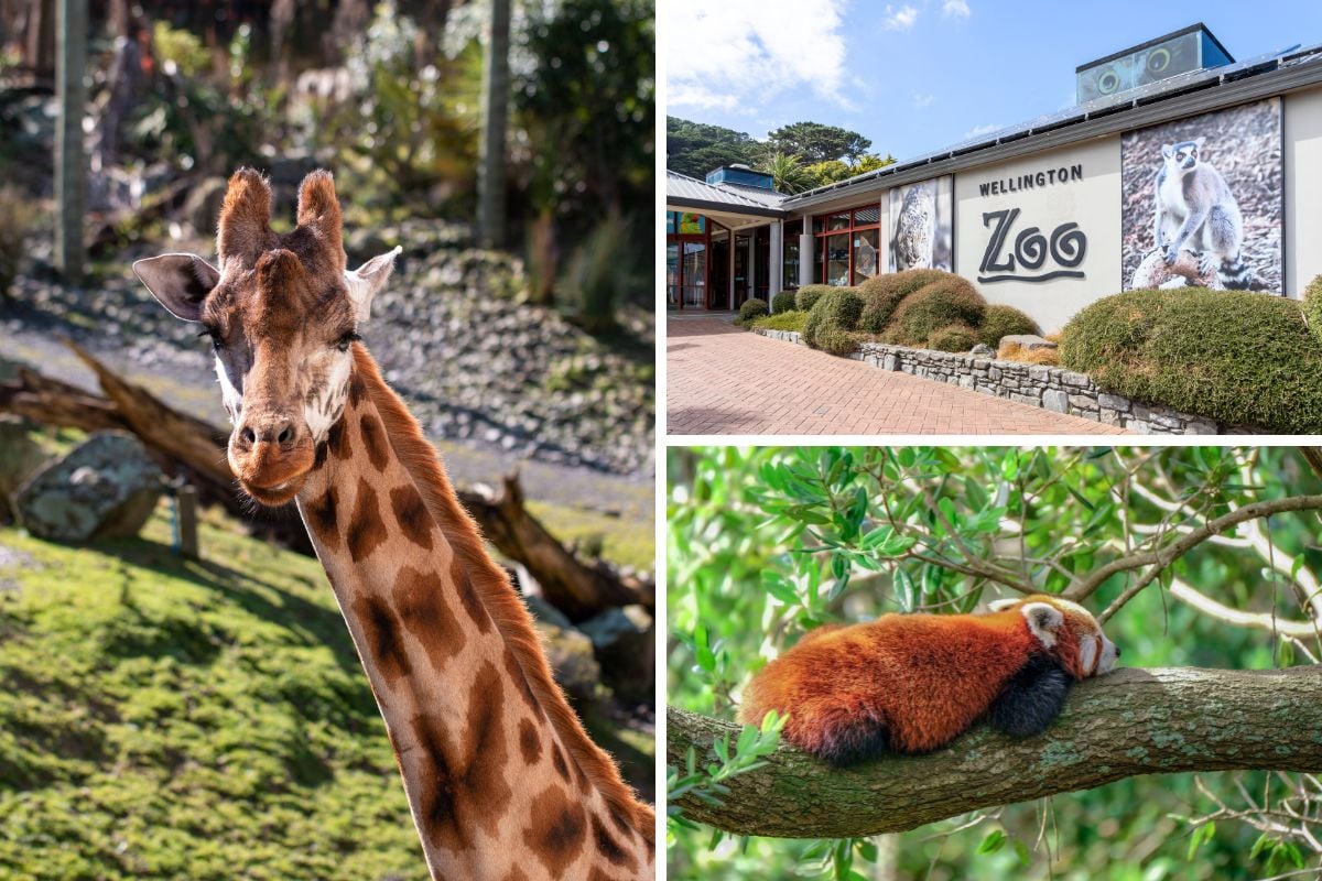 Wellington Zoo, Australia
