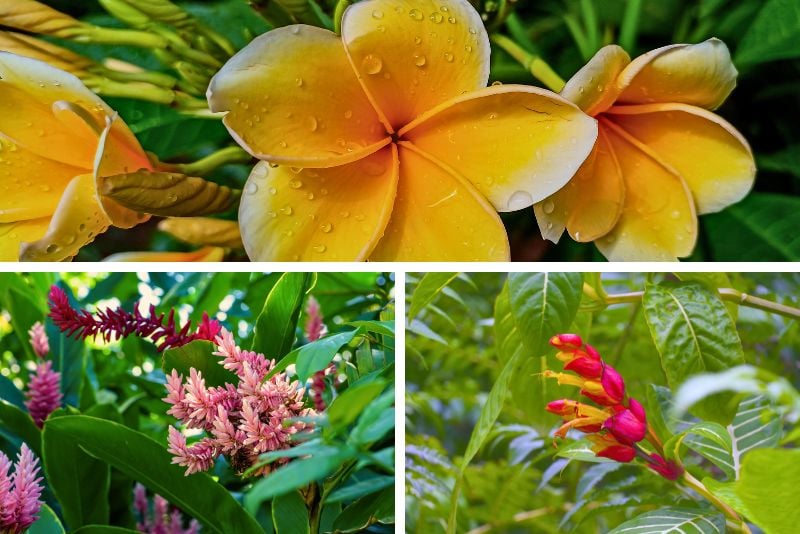 William Miranda Marín Botanical and Cultural Garden, Puerto Rico