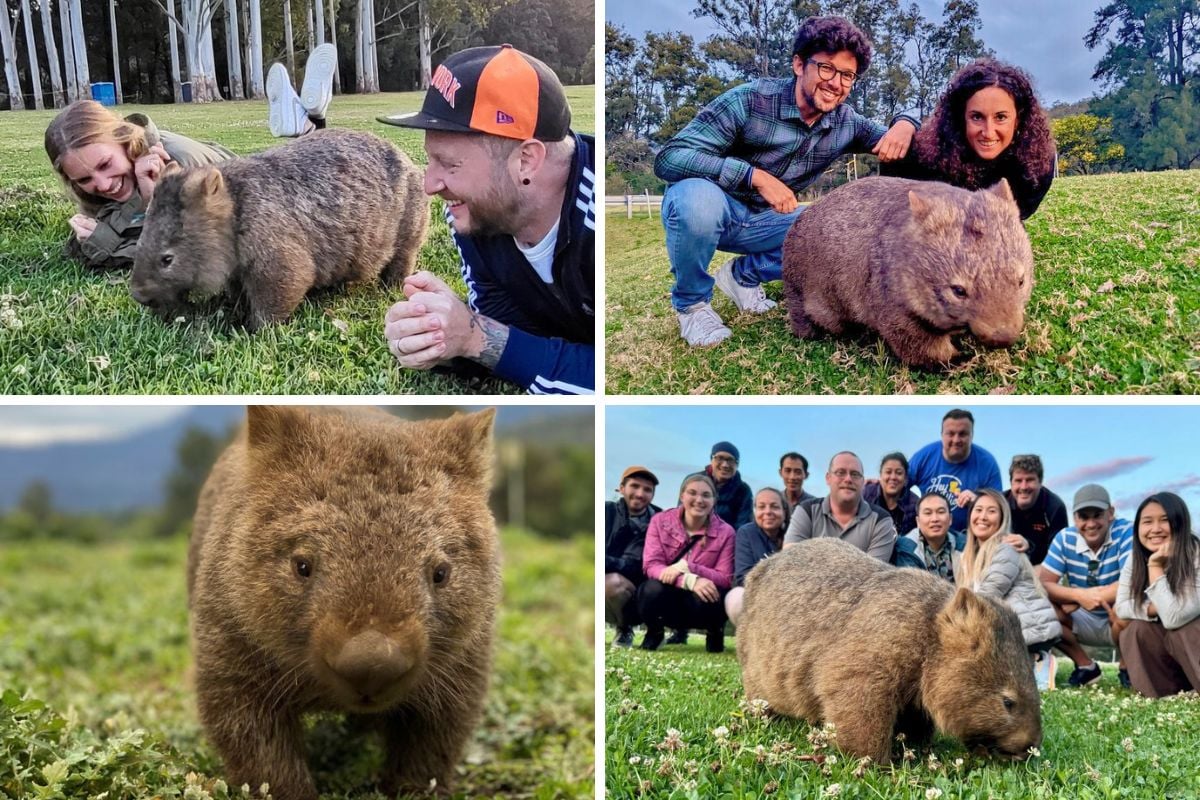 Wombats and Kangaroo experiences near Sydney