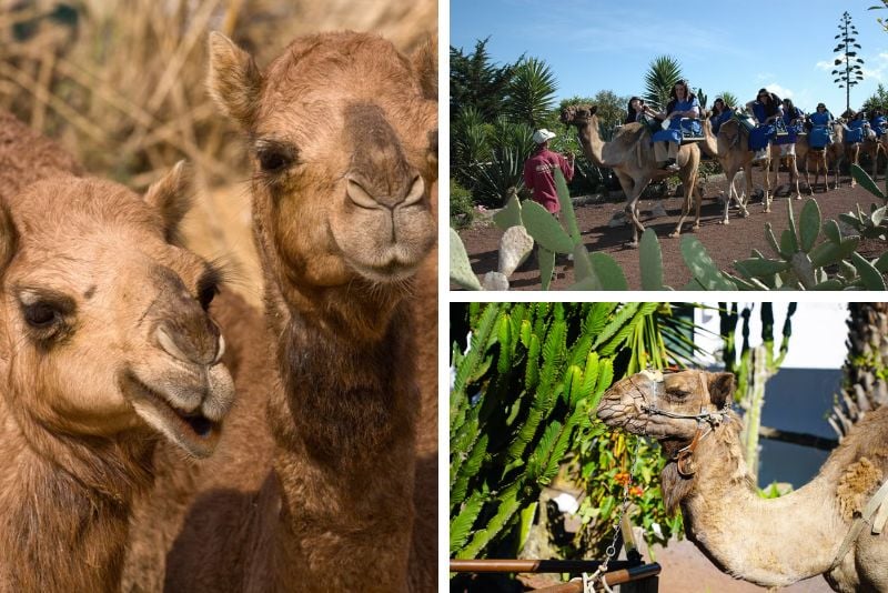 camel riding, Tenerife