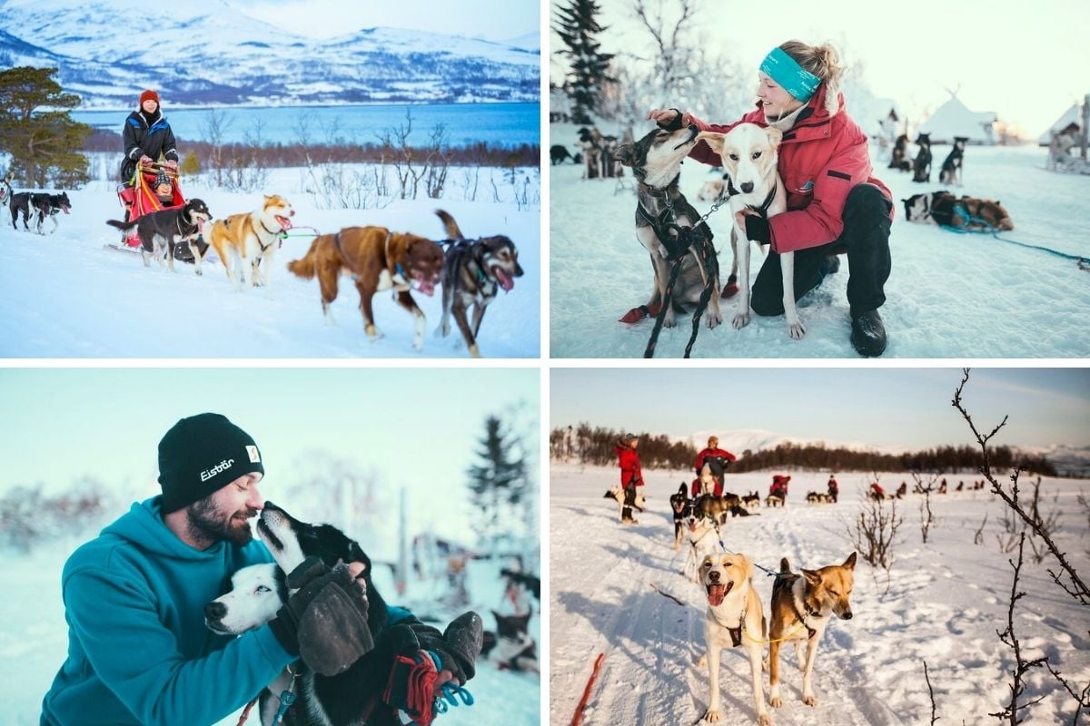 dog sledding, Tromso