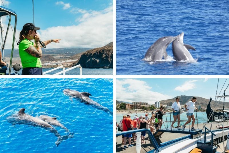 dolphin watching, Tenerife
