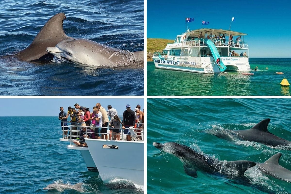dolphin watching cruise in Sydney